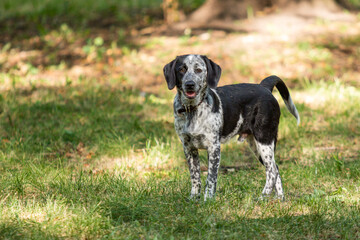 Dog outdoors in a summer park.