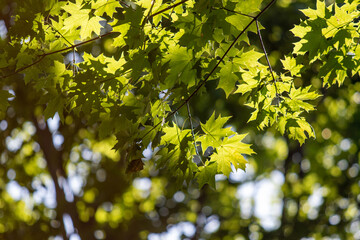 Fototapeta na wymiar Green leaves of trees against the blue sky.
