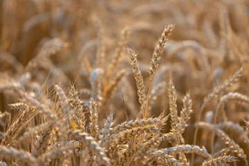Obraz premium Field of wheat at sunset, selective focus, agricultural background