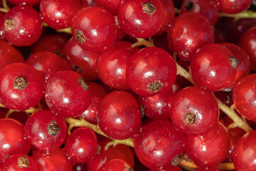  Red currant background. Red currant berries close-up, top view, macro 