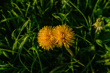 Buttercups in the grass with some sunlight