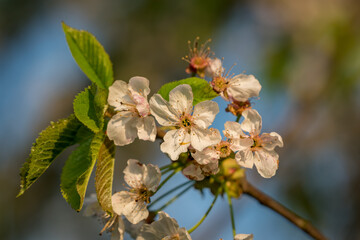 Blossoms on a tree in the sunlight