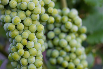 Bunches of grapes, leaves and branches at sunset on a grape field on south of Russia