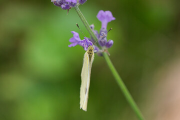 Cabbage White Butterfly on Lavender Flowers