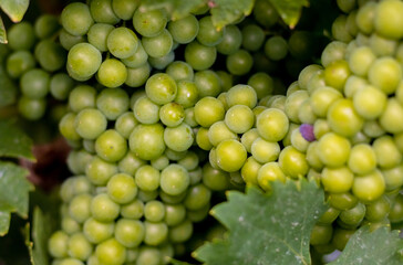 Bunches of grapes, leaves and branches at sunset on a grape field on south of Russia