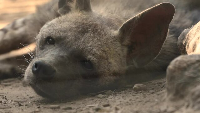 Dangerous african hyena resting, portrait close-up