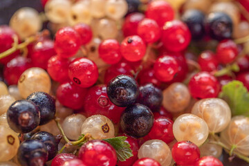 Ripe berries of white, red and black currant close-up. Background of currants 