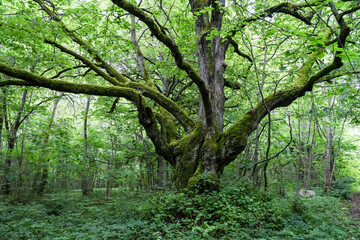 Fototapeta na wymiar Old trunk of a grove-broadleaf tree in tiny Baltic Sea island. Central European-type broadleaf forest. Nature reserve created by Estonian botanist Teodor Lippmaa.