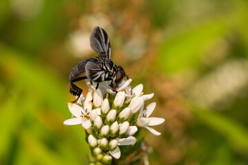 Feather Legged Fly on Gooseneck Loosestrife Flowers