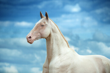 Fototapeta na wymiar Perlino akhal-teke horse with blue eyes portrait on blue sky background