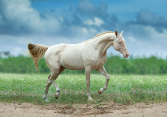 Perlino akhal-teke horse runs free in summer field - 450092091