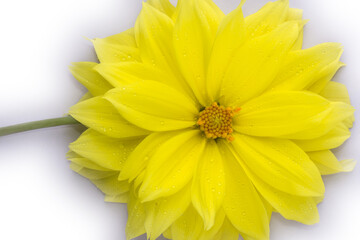 closeup of yellow dahlia flower with water droplets placed on white background, beautiful single daisy-like flower