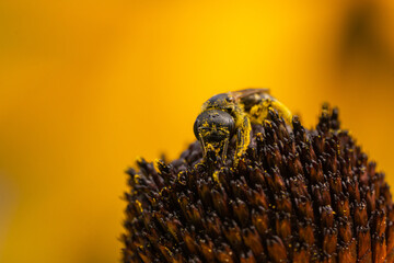 Ligated Furrow Bee on Coneflower