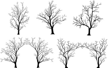 silhouette of tree without leaves