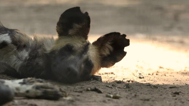 Wild African dog relaxing on ground, African animals footage