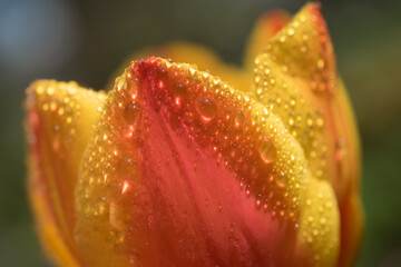 Ausschnitte einer leuchtend gelb orangen Tulpe mit Regentropfen