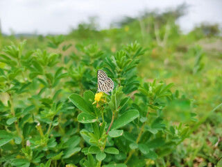 Common Indian white butterfly on green planet. 