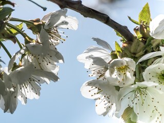 Kirschblüte Nahaufnahme vor blauem Himmel