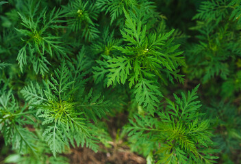 Background of green blooming ragweed, summer plant.