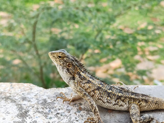 Naklejka na ściany i meble Close up of oriantal garden lizard in green background.