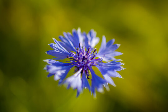 Kornblume