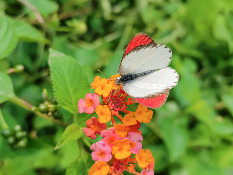 Close up of white and red butterfly in forest. 