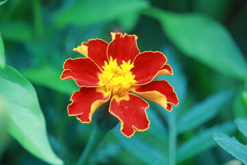 Red and Yellow Marigold flower