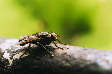 Large fly, insect sits on a metal pipe close-up. Photography, concept.