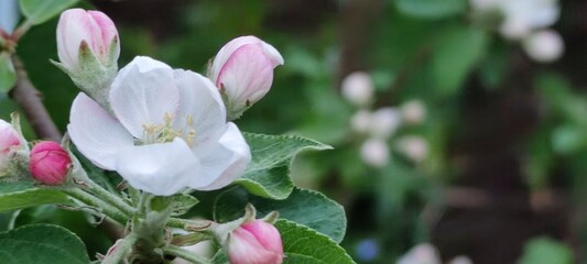 Obraz premium Blooming white-pink flowers of an apple tree. On a dark green background, on brown branches, open apple flowers are medium in size with large petals and are illuminated by bright rays of the sun.
