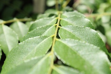 leaf with dew drops