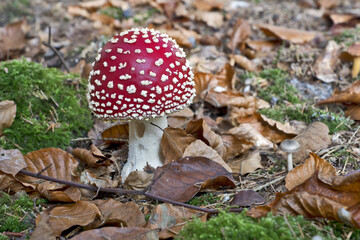 Amanita muscaria, commonly known as the fly agaric or fly amanita, is a basidiomycete of the genus...