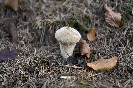 Lycoperdon perlatum, popularly known as the common puffball, warted puffball, gem-studded puffball, wolf farts or the devil's snuff-box, is a species of puffball fungus in the family Agaricaceae.