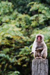 japanese macaque sitting on a rock