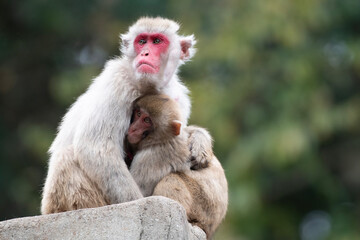 Fototapeta premium portrait of a macaque