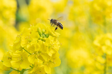 bee on flower
