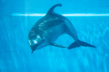 dolphin in the pool