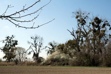 Trees with countless mistletoe in the spring