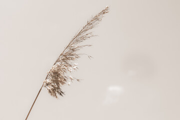 Dry cane reed rush golden head with soft mist effect on sunny spring day