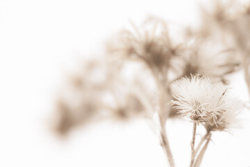 Fluffy fragile star shape flowers with sunny light and blur bouquet behind on white background soft mist effect macro