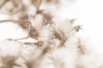Fluffy fragile star shape flowers with sunny light and blur bouquet on white background soft mist effect macro