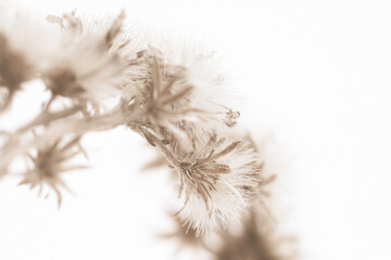Fluffy fragile star shape flowers with sunny light on white background soft mist effect macro