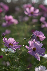 pink cosmos flower