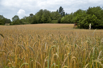 Ripe wheat field near Karlsruhe with perch