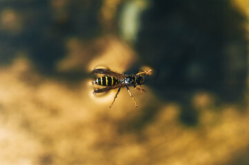 A small insect, a wasp caught in the water, drowned, fighting for life.