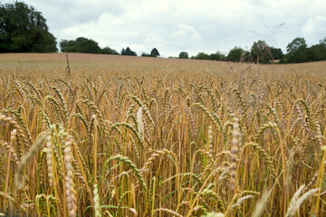 Ripe wheat field near Karlsruhe