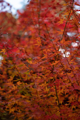 autumn leaves in the water