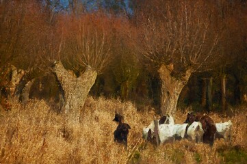 Acryl  paintings with goats grazing under pollarded willows. Autumn.