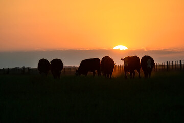 Cows silhouettes  grazing, La Pampa, Patagonia, Argentina.