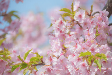 pink cherry blossom