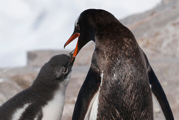 Gentoo Penguin with chick, Neko harbour,Antartica